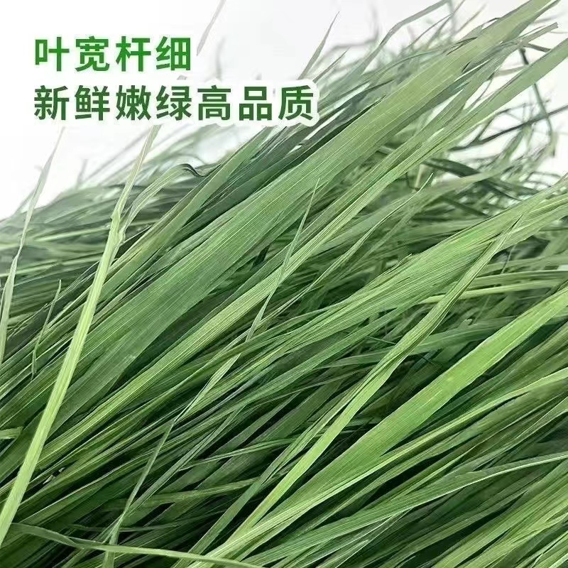 新鲜宠物营养饲料牧草小麦草宠物兔荷兰猪羊驼龙猫仓鼠宠物猪豚鼠