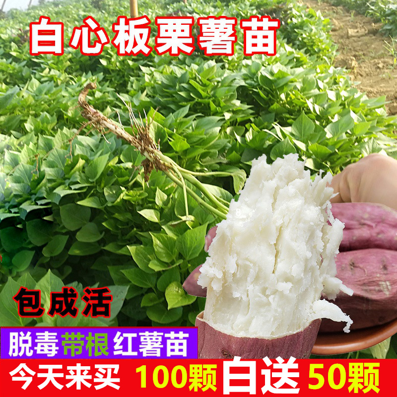 高产白心板栗红薯秧苗老品种商薯19
