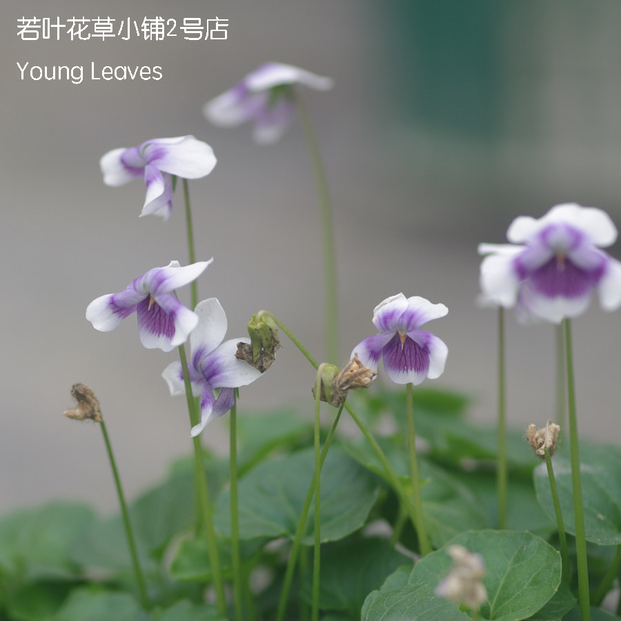 熊猫堇 肾叶堇viola banksii盆栽 堇菜 耐热地被匍匐矮生丰花垂吊