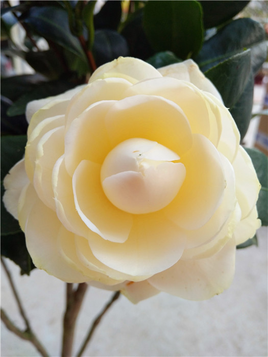 黄达茶花 绿植花卉盆栽阳台室内客厅花苗庭院植物金丝雀黄花