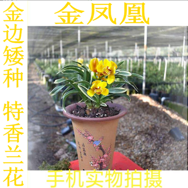 带黑色简易盆土兰花金凤凰浓香型室内盆栽植物好养金边兰