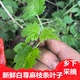 成都白青活麻荨麻苗红活麻木林草种子麻荷马麻草蝎子草咬人草泡茶