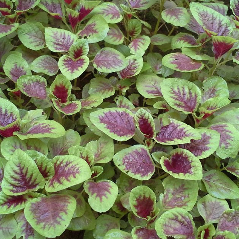 特价冬季播种花卉种子_红苋菜种子阳台盆栽四季播种农家蔬菜种子野菜