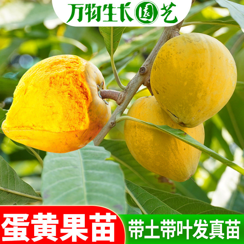 蛋黄果苗 正宗鸡蛋果树苗名贵仙桃水果树苗盆栽地栽带土带叶发货