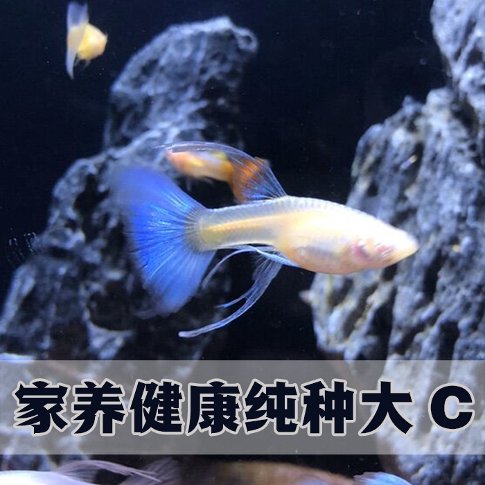 孔雀鱼天空蓝缎带大c大背繁殖种鱼 蓝白凤尾宠物鱼苗淡水活体包邮