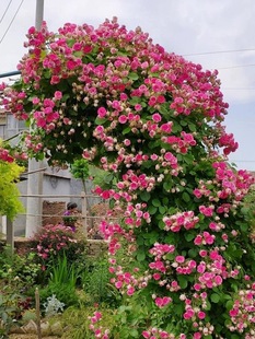 胭脂扣多季爬藤本月季花大苗阳台庭院盆栽植物玫瑰花卉多头勤花型