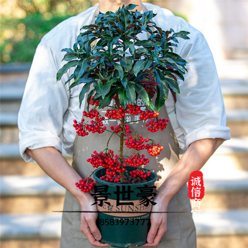 精品富贵籽盆栽矮种带果黄金万两耐阴招财红果子室内桌面年宵花卉