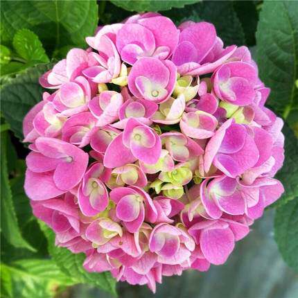 花团家  史欧尼 进口大花绣球  花量多 可调色 阳台庭院盆栽