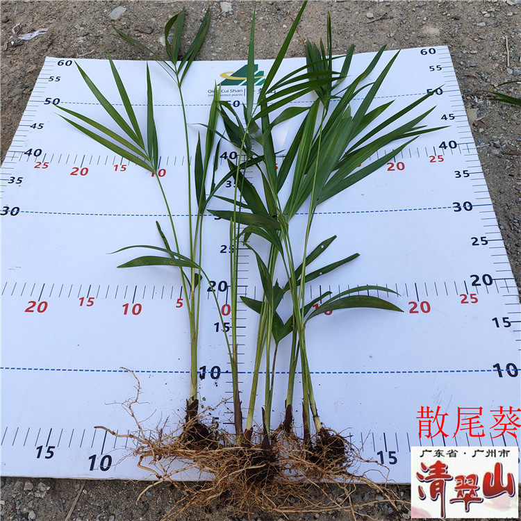 苗圃花卉植物_散尾葵苗室内客厅办公室观叶花卉绿植净化空气吸甲醛