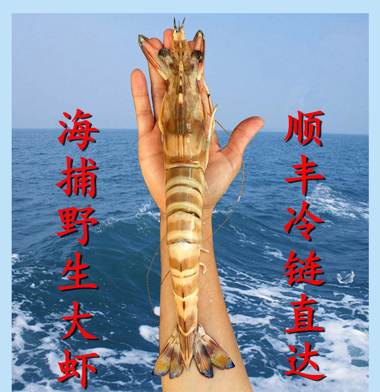 野生海捕斑节虾九节虾大虾班节虾竹节海虾澳州龙虾800克/2盒包邮