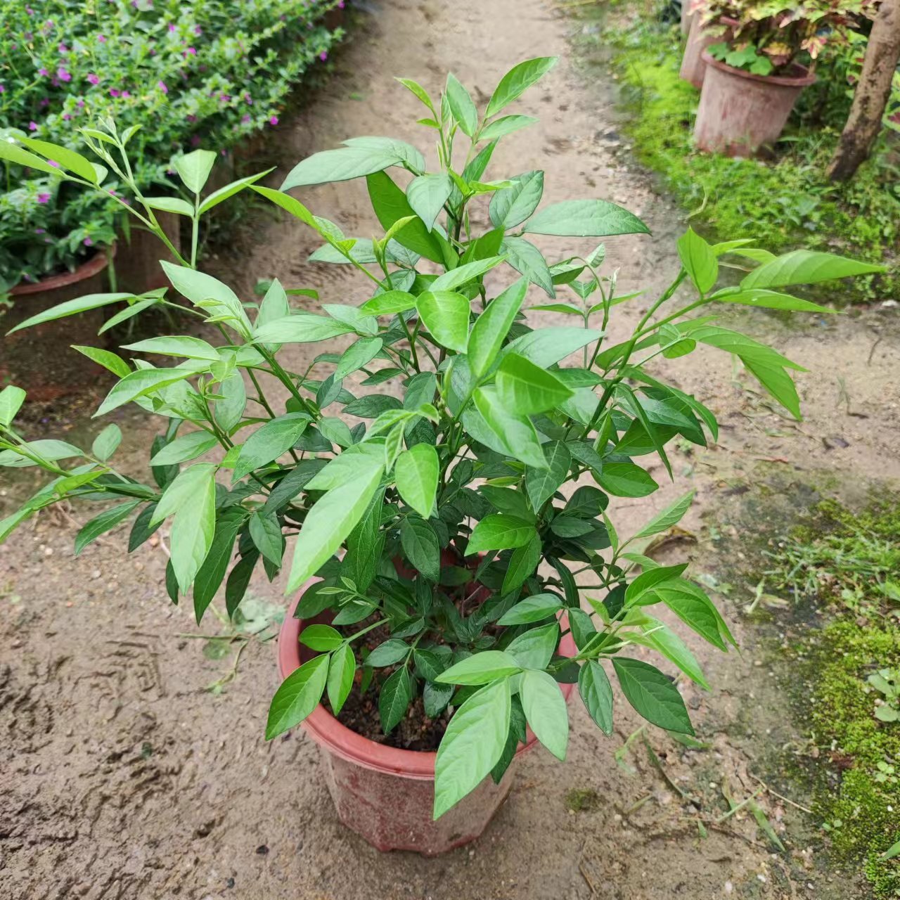 小槐花带土带盆阳台庭院室外花卉植物三叶草潮汕仙草树苗盆栽绿植