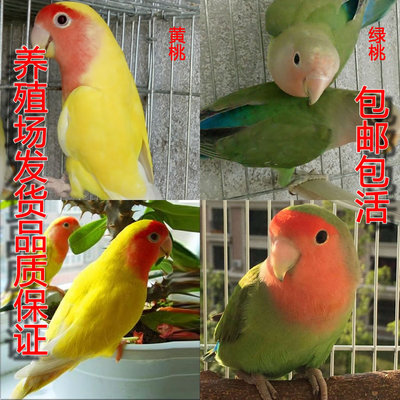 桃脸面类手养亲人黄桃绿桃牡丹鹦鹉半毛活体小鸟宠物幼雏鸟学说话