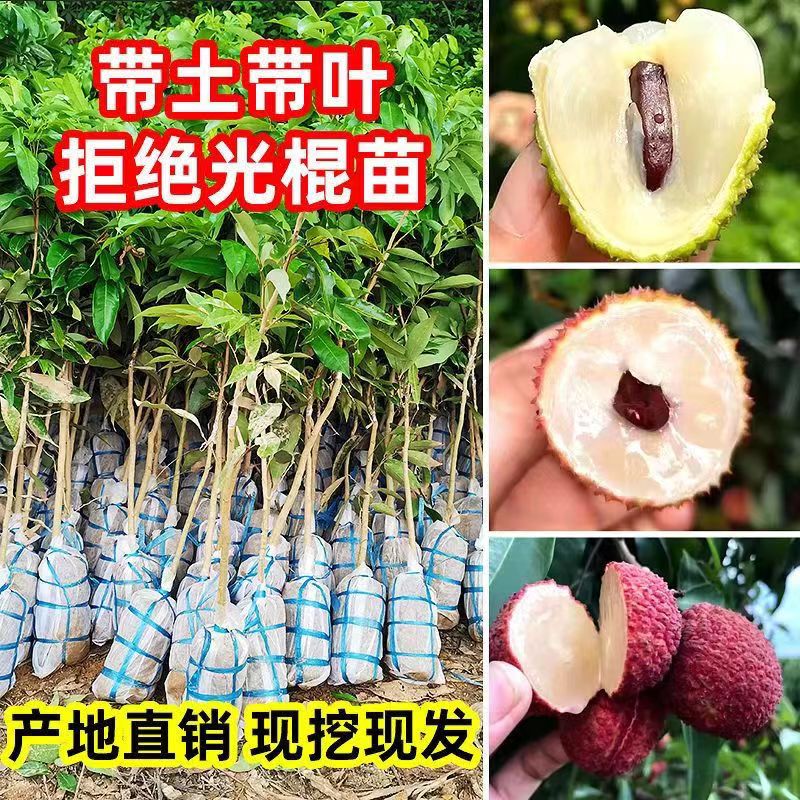 嫁接荔枝树苖无核桂味果树盆栽妃子笑水果糯米糍果树苗仙进奉冰荔