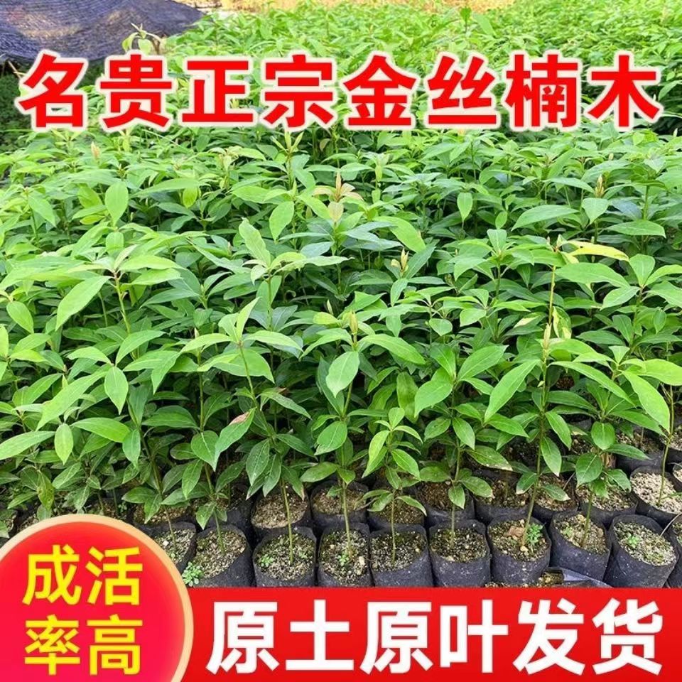 正宗金丝楠木树苗原生苗名贵树苗小叶桢楠金丝楠木树盆栽庭院绿化