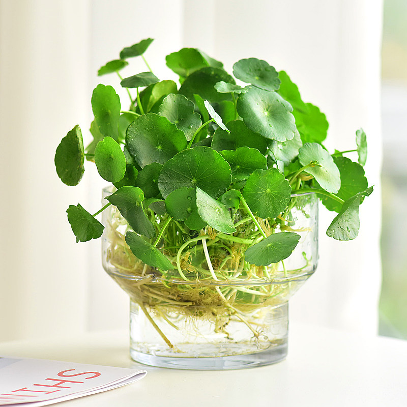 铜钱草夏季好养冰凉绿植盆栽水培水生植物观叶翠绿爆盆带玻璃陶瓷