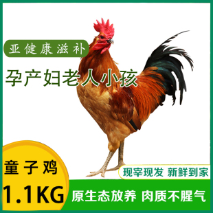 安徽枞阳特产农家山林散养仔公鸡童子鸡上商道地食材1.1kg