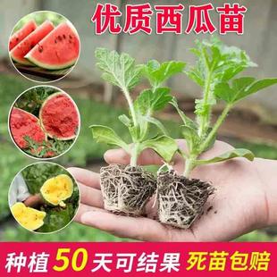 西瓜苗秧嫁接种苗南方早熟阳台盆栽庭院种植美都麒麟8424瓜苗