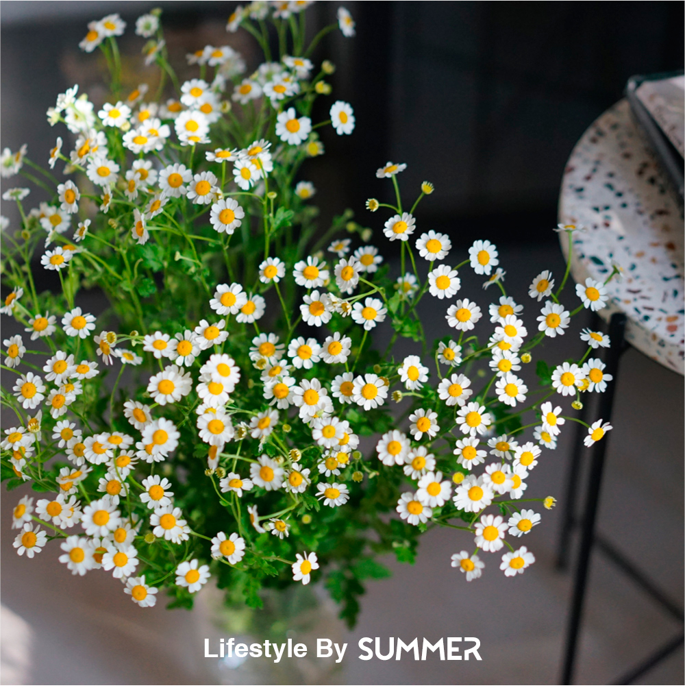 【仲夏植物园】进口鲜花洋甘菊小雏菊室内鲜花速递 北欧风在类目 鲜花速递/花卉仿真/绿植园艺, 鲜花速递(同城)中 - 来自Buy2taobao.com提供专业的淘宝代购服务