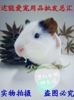 自家繁殖荷兰猪活体宝宝豚鼠天竺鼠家养健康包活江浙沪皖包邮|ms 自家繁殖荷兰猪活体宝宝豚鼠天竺鼠家养健康包活江浙沪皖包邮|ms