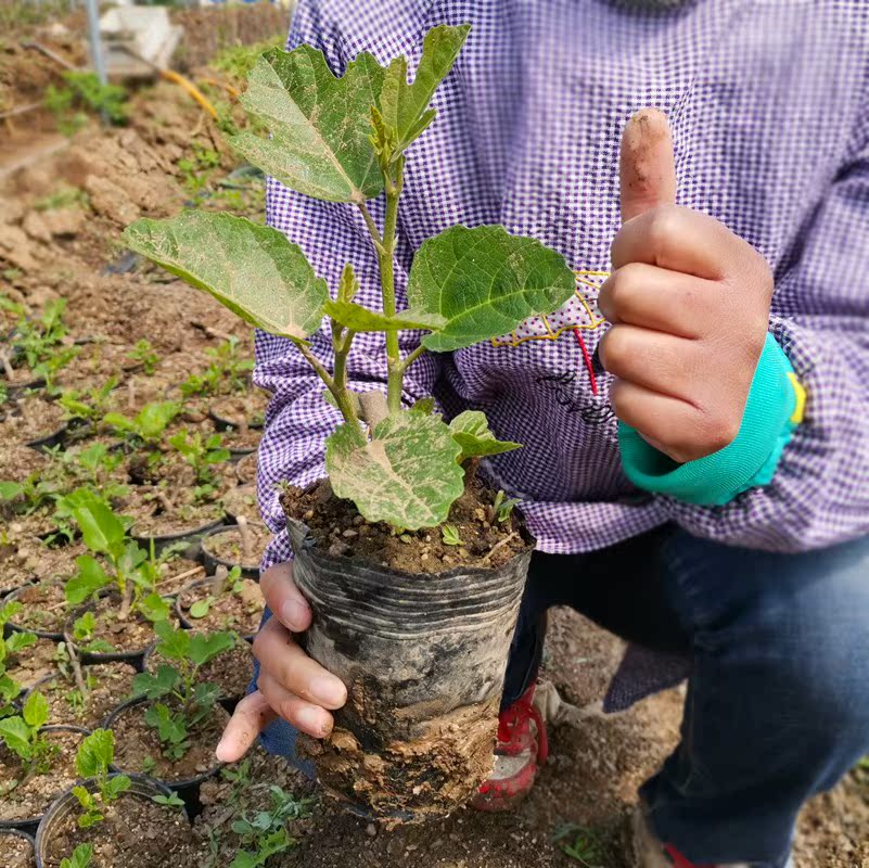 嘉祥新河無花果斯特拉青皮芭勞內無花果樹苗杯苗無花果苗波姬紅在類目 鮮花速遞/花卉仿真/綠植園藝, 花園植物/行道樹/果樹, 果樹中 - 來自Buy2taobao.com提供專業的淘寶代購服務