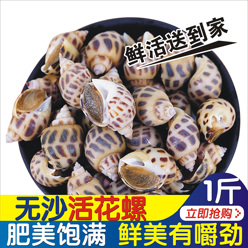 鲜活花螺500g 重庆海鲜美食海猪螺大东风螺海螺海鲜水产 烧烤食材