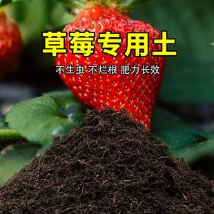 草莓专用土室内阳台盆栽土酸性种植花土家庭通用有机营养土包邮