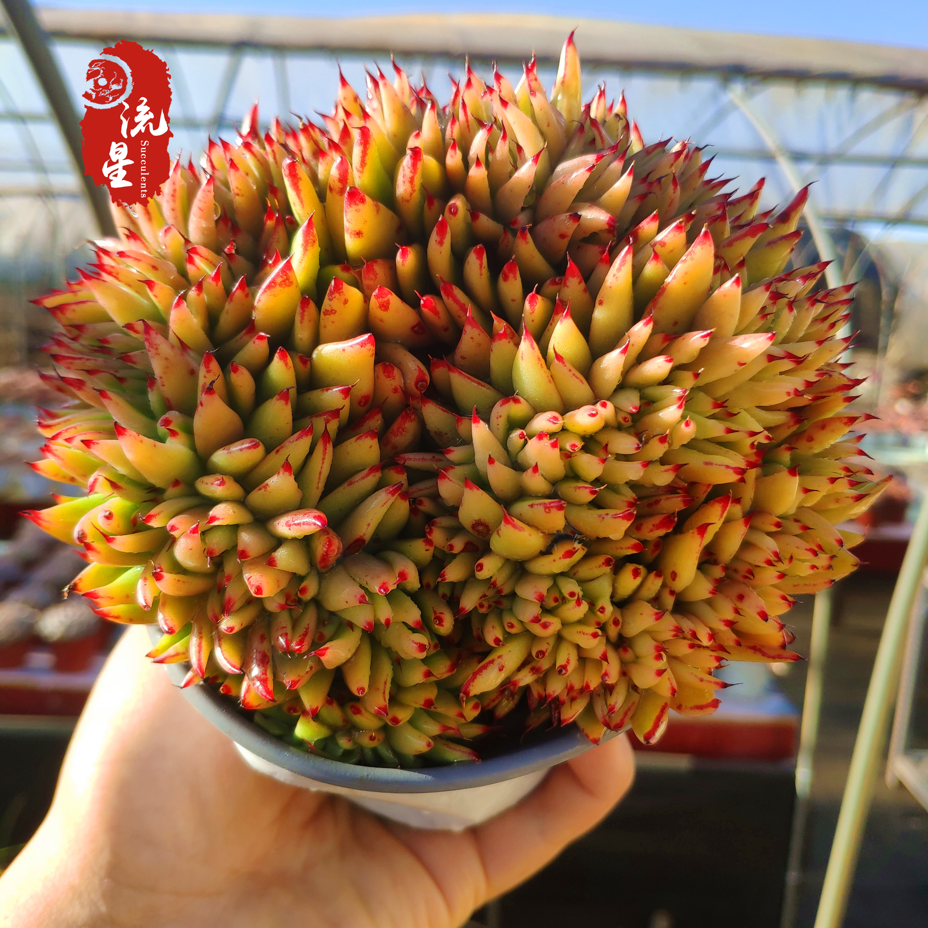 口红缀化 多肉植物艾克魂缀化魅灵大群生花卉盆栽室内防辐射包邮