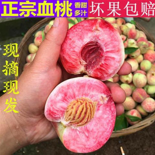 正宗红肉血桃当季桃子新鲜水果脆桃现摘毛桃甜水蜜桃5斤整箱包邮