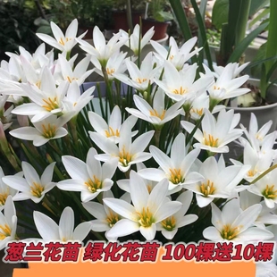 葱兰花苗韭兰风雨兰球根花卉葱莲多年生耐寒四季栽植庭院绿化花苗