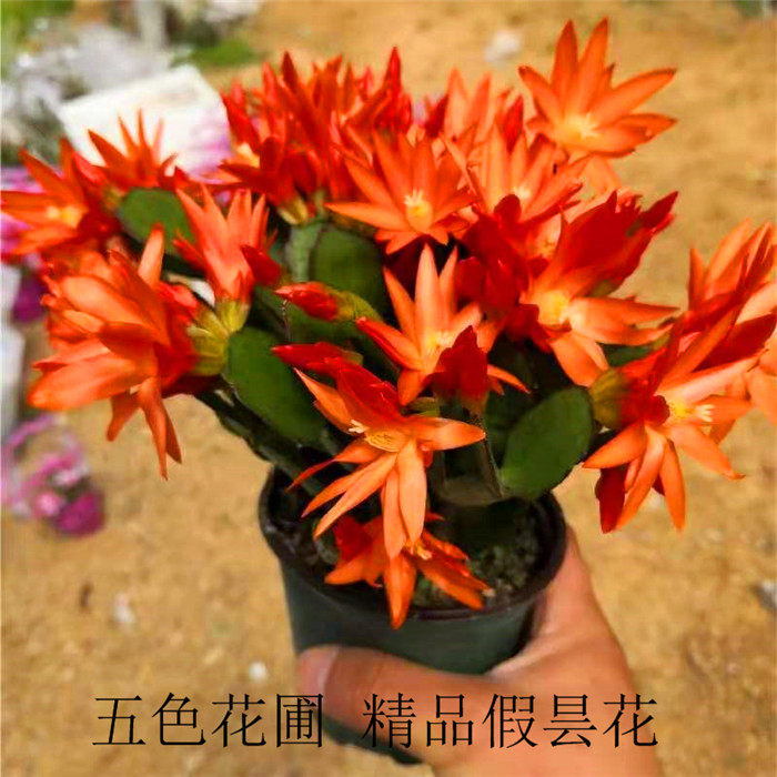 橘红色假昙花新品蟹爪兰橙色小昙花三月红带花苞四季开花室内外