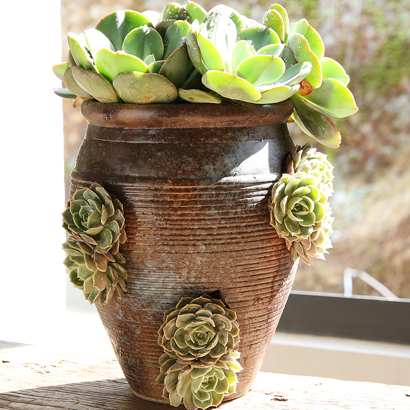 创意个性复古陶瓷多肉法师老桩大口径自动吸水懒人高盆肉肉花盆