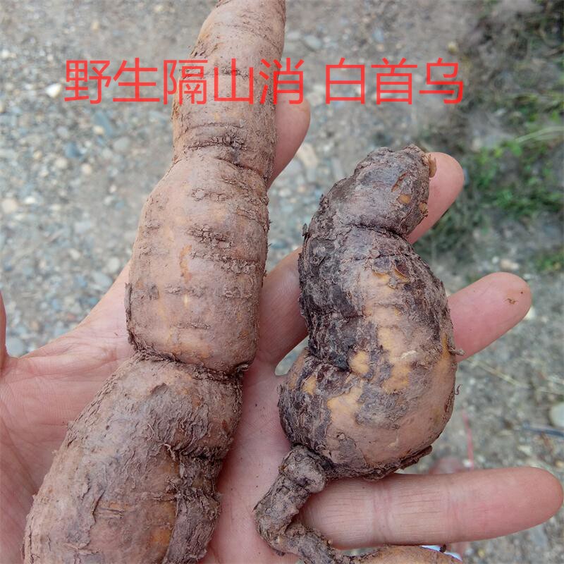 四川野生中药材中草药新鲜野生白何首乌隔山撬隔山消飞来鹤