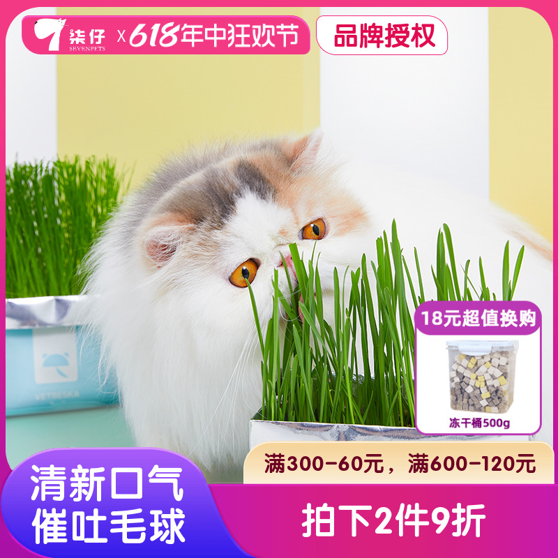 未卡猫草猫薄荷种子无土壤盆栽水培种