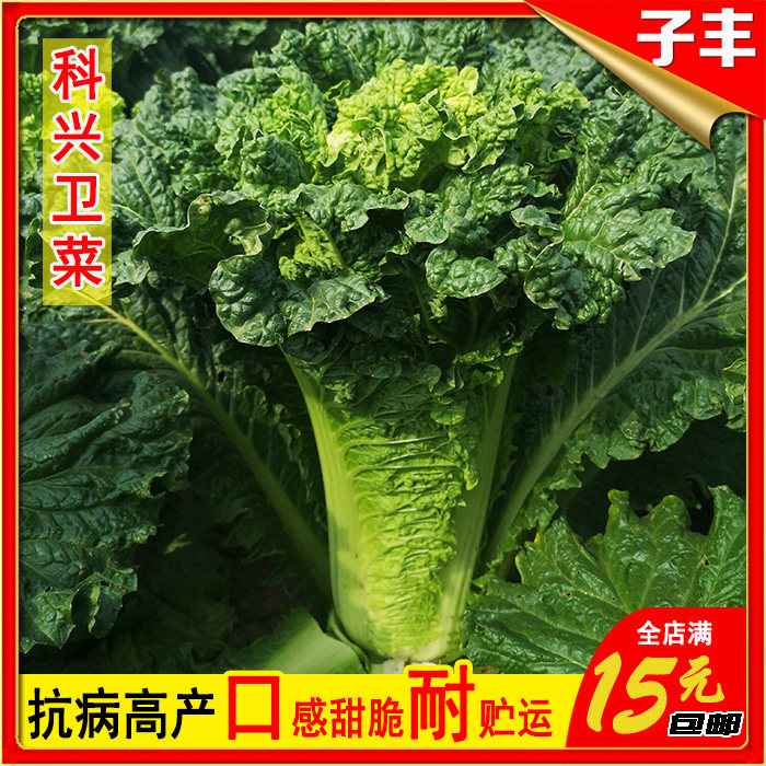 天津科兴蔬菜所新品卫菜大白菜蔬菜种子秋季青麻叶白菜种孑口感好