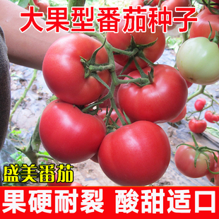 盛美大番茄种子粉果早熟沙瓤农户四季种孑耐裂耐热酸甜西红柿种籽