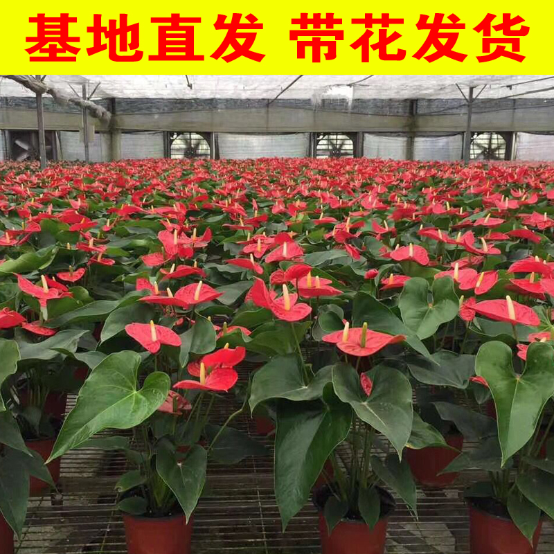 红掌盆栽植物花卉办公室内好养火鹤四