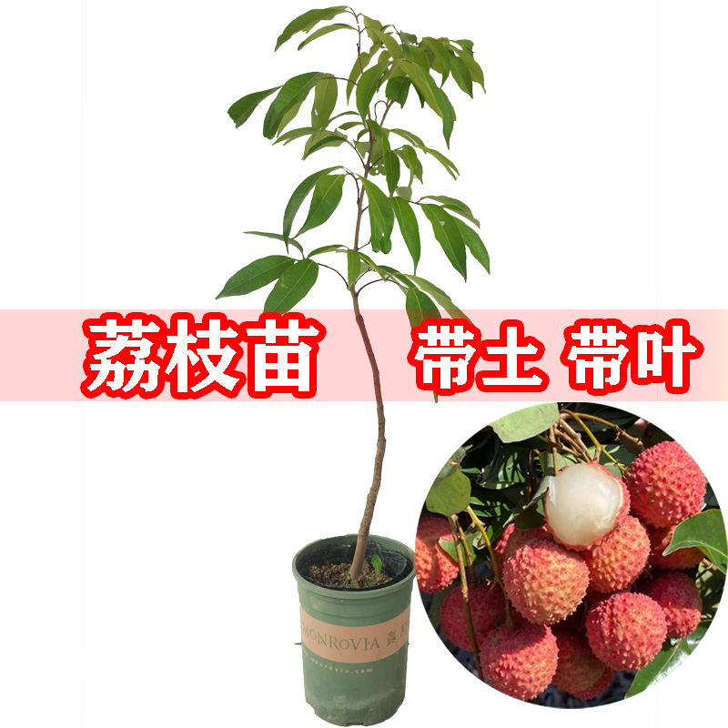 带土包邮广西灵山荔枝树苗正品无核a4桂味嫁接果树苗妃子笑