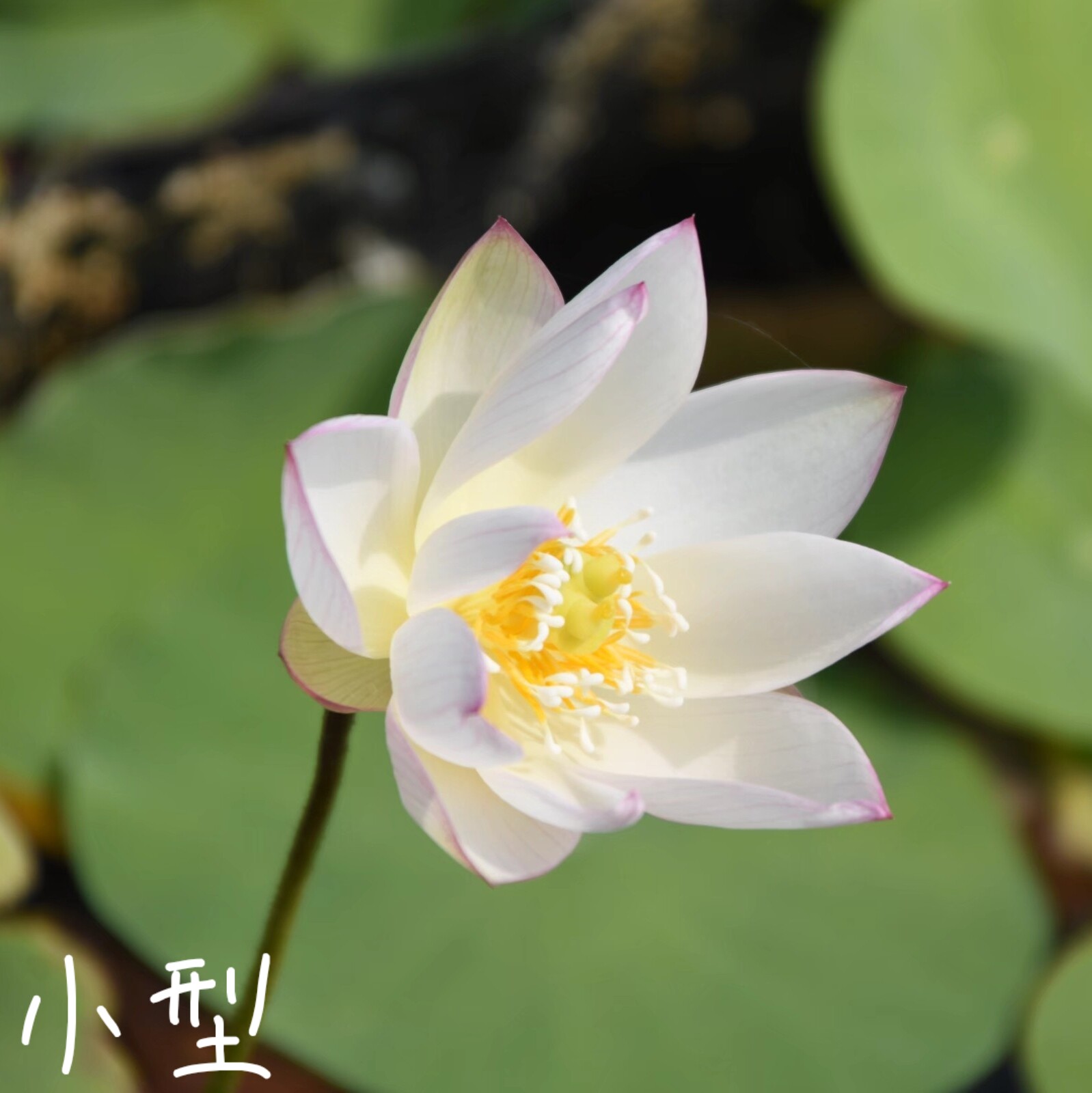 洛神女  真大中型荷花碗莲睡莲种子藕盆栽水培水生植物花卉