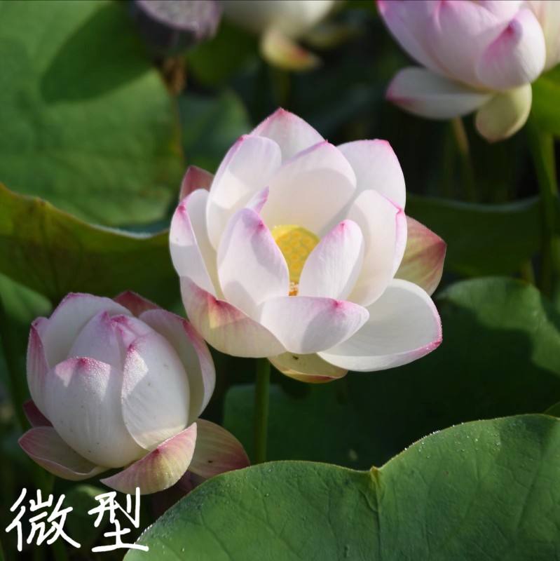 点绛唇/白衣仙子1号 萌宝荷花苑真小微型迷你荷花碗莲睡莲种子藕