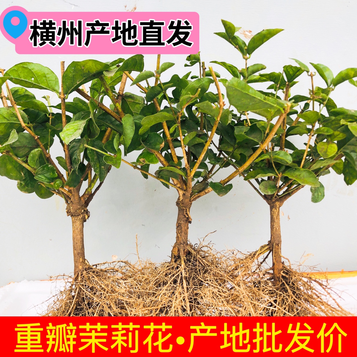 横县茉莉花苗盆栽苗老桩花卉浓香重瓣