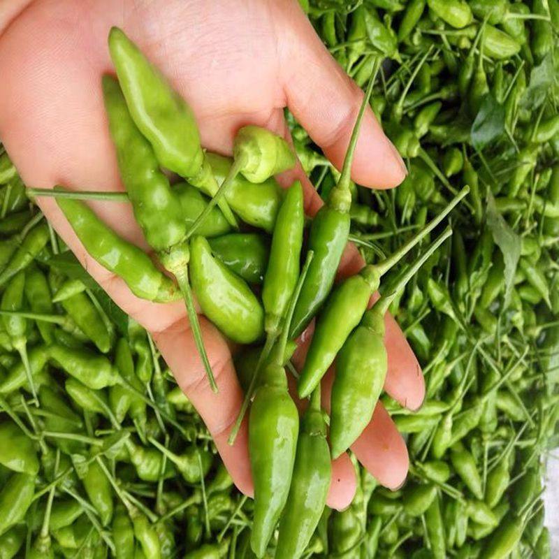 辣椒新鲜野山椒10斤小米辣指天椒朝天椒老坛泡椒剁椒酱椒干辣椒面