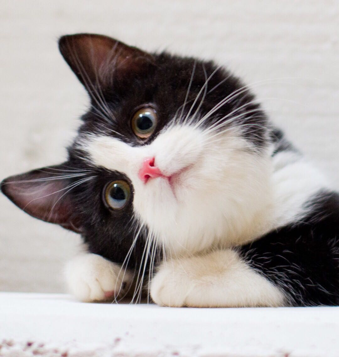 一折猫咪活体家养土猫_猫咪活体宠物小猫家猫土猫活体田园猫猫幼猫狸