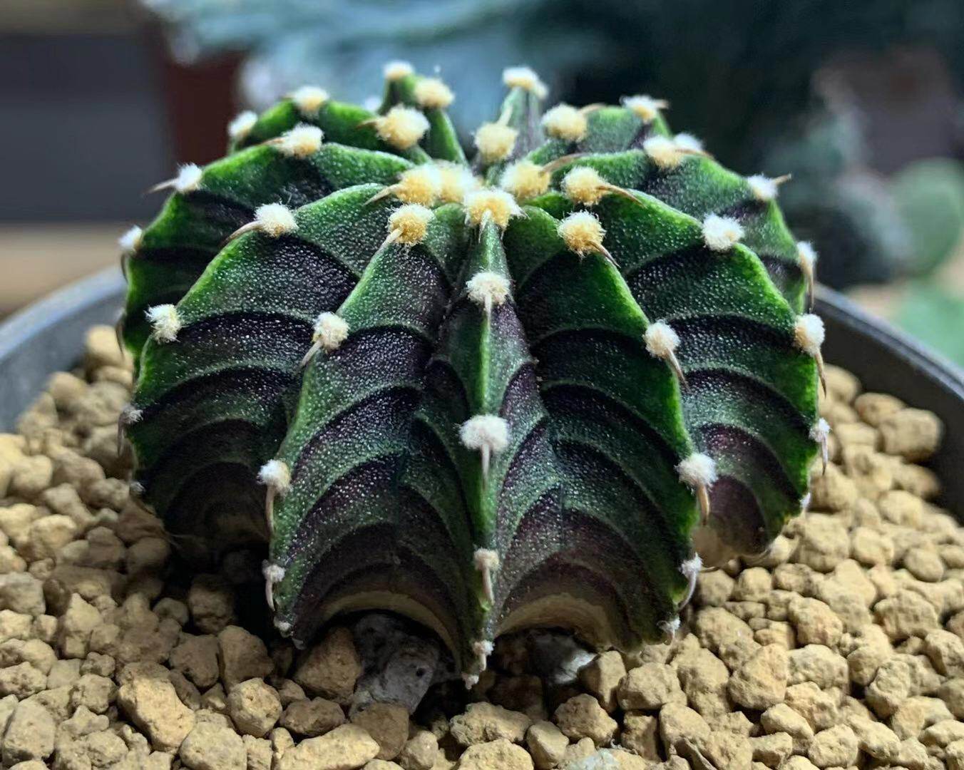 四海园艺 肋骨牡丹正版纯肋骨实生精品仙人球 裸萼球属多肉植物