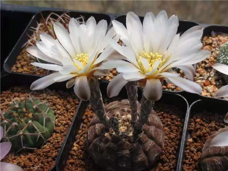 四海园艺 拉根仙人球裸萼属大花白粉花实生稀有品种多肉植物绿植