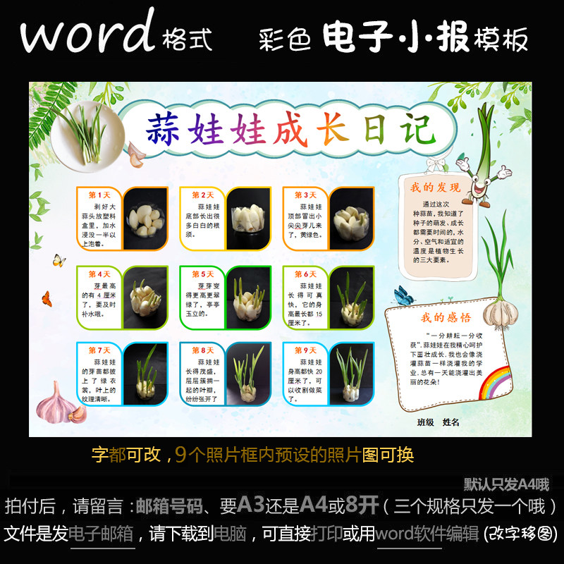 z114电子手抄抄报word模版植物萌发简报观察设计素材