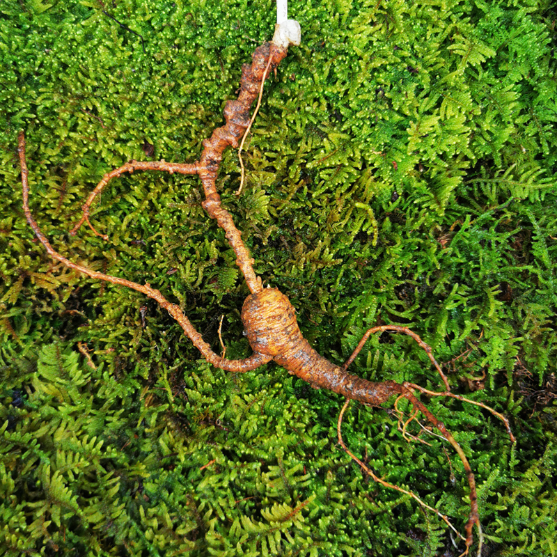 长白山人参鲜林下参野山参野生老池底参现挖山参籽货一等品20年移