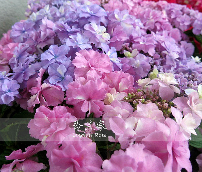 铃兰家 | 早安 新品绣球花苗 中大苗 超美现货 包对版