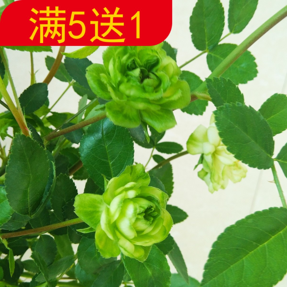 New moon Lightning Green Rose novel Chinese rose Breed balcony greenin the Flower delivery/Flowers simulation/Plants gardening , Flowers/Potted plants (New) , Flowers category - from Buy2taobao.com to provide professional Taobao agent buy service
