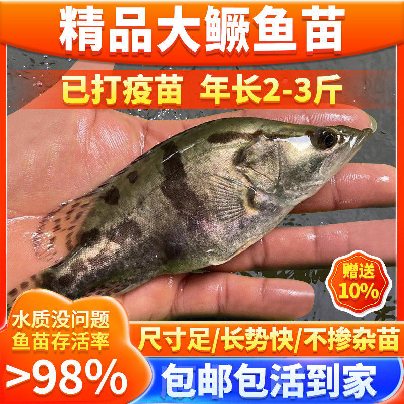 正宗鳜鱼苗红纹鳜观赏鱼冷淡水养殖食用活体翘鳜鱼贵鱼苗桂花鱼苗