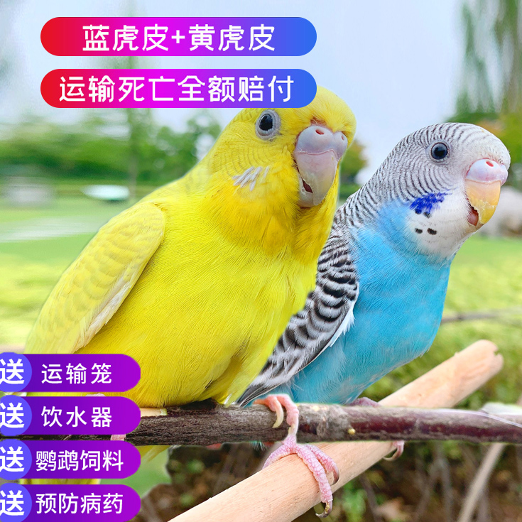 鹦鹉鸟活体虎皮玄幼鸟成鸟家养小型手养鸟会说话一对饲料鸟粮鸟笼在类目 宠物/宠物食品及用品, 鸟类及用品, 鸟中 - 来自Buy2taobao.com提供专业的淘宝代购服务